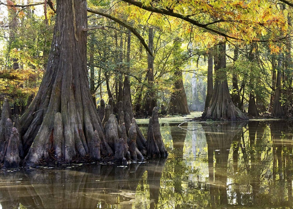 everglades cypress knobs